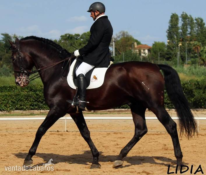 SE VENDE SEMENTAL P.R.E.