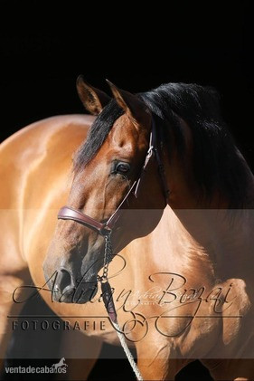 CABALLO P.R.E. HIJO DE DUQUE CXIII in 