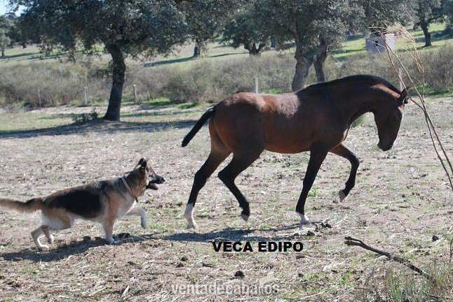 Caballos Pura Raza Española (P.R.E.) Pura Raza Española - Yegua orígenes Yeguada Militar