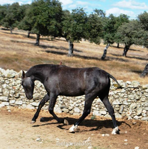Yegua orígenes Yeguada Militar - Caballos Pura Raza Española (P.R.E.) Pura Raza Española