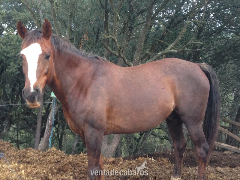 Venta caballo muy bien montado in 