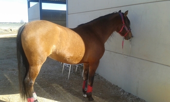 Venta caballo PRE