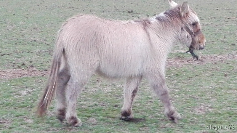 Burros Mula - Bonita Mula enana 