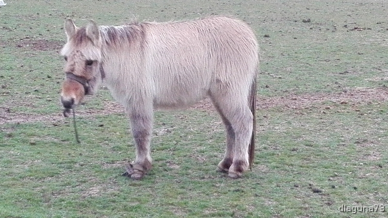 Bonita Mula enana  - Burros Mula