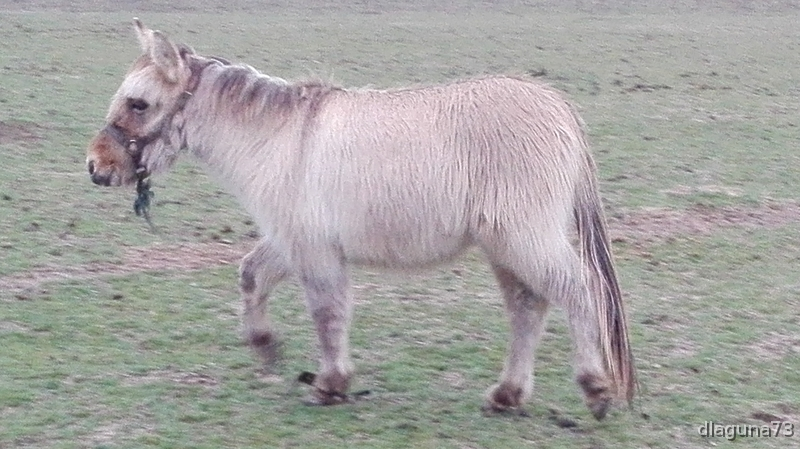 Bonita Mula enana  - Burros