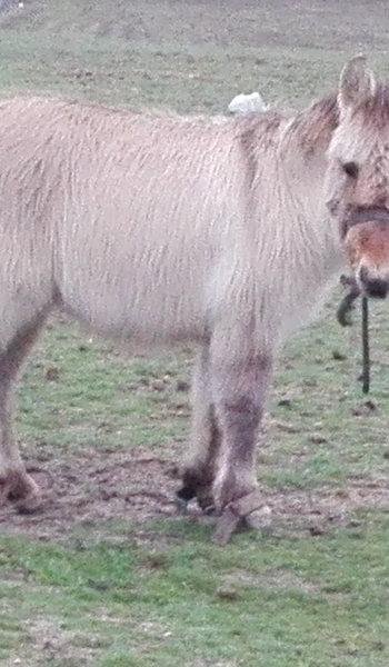 Bonita Mula enana