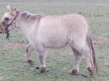 Bonita Mula enana 