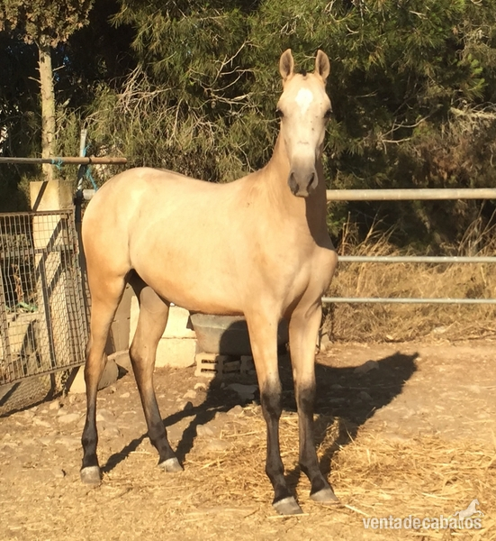 CSR Caballos Suñer Rigo P.R.E Andaluces in 