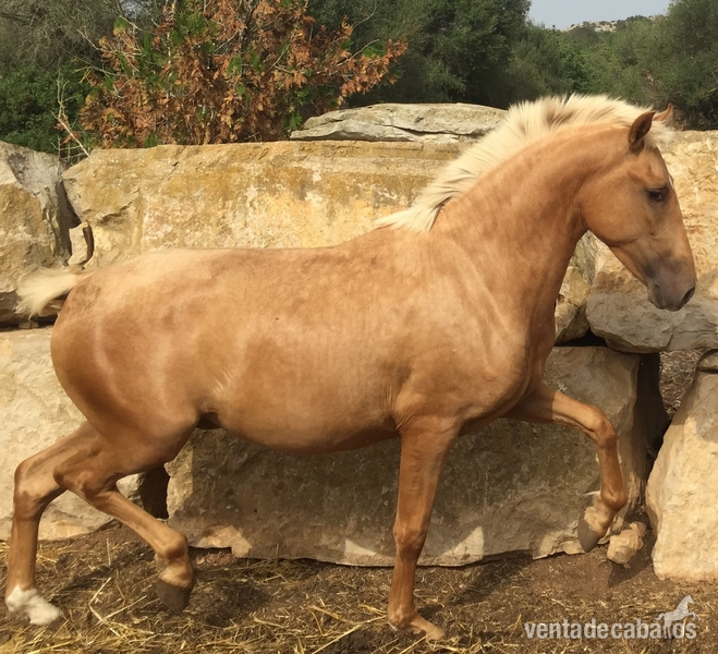 Andaluz {TYPE}