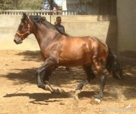 Caballo PRE funcional  in 