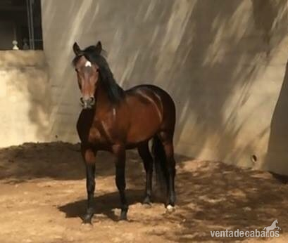 Caballos Pura Raza Española (P.R.E.) Pura Raza Española - Caballo PRE funcional 