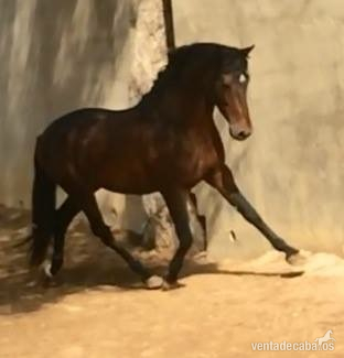 Caballo PRE funcional  - Caballos Pura Raza Española (P.R.E.) Pura Raza Española