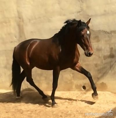 Caballo PRE funcional  - Pura Raza Española