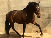 Caballo PRE funcional 
