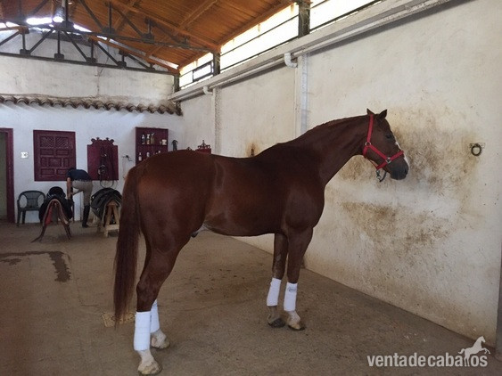 SE VENDE HIJO DE WELTMEYER in 