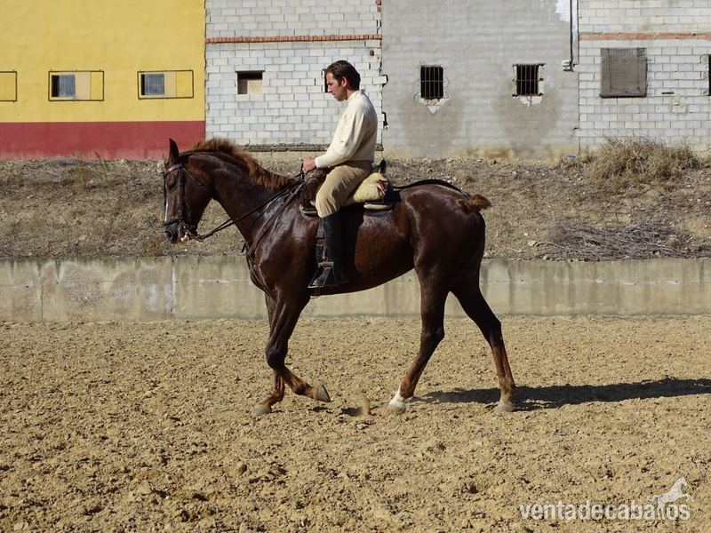 TRES SANGRES  Aha