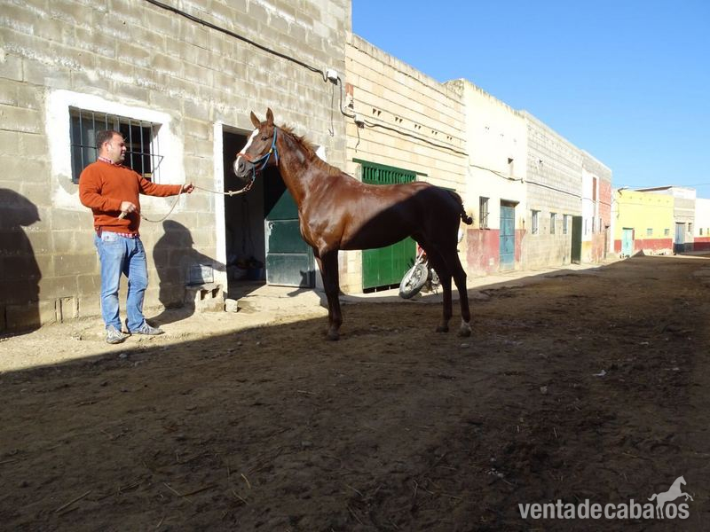 Yeguas TRES SANGRES  Aha - YEGUA TRES SANGRES