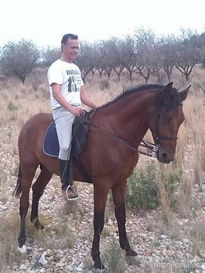 Caballo 6 Años PRE 170cm in 