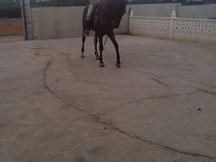 Caballo 6 Años PRE 170cm