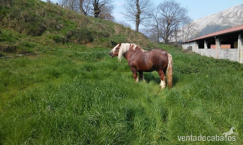 Caballo hispano breton espectacular in 