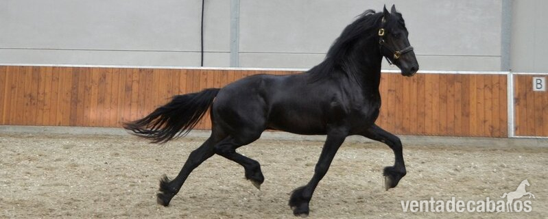 Hermoso castrado fris in 