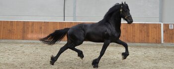 Hermoso castrado fris