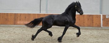 Hermoso castrado fris