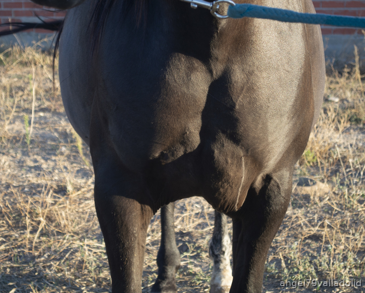 Caballos Pura Raza Española (P.R.E.) PRE - Yegua PRE Negra