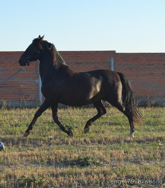 Yegua PRE Negra - Caballos Pura Raza Española (P.R.E.) PRE
