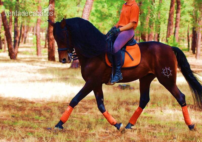  TOP QUALITY PRE SUPERBLOODLINES, SUPER MOVER, VERY NICE CHARACTER...