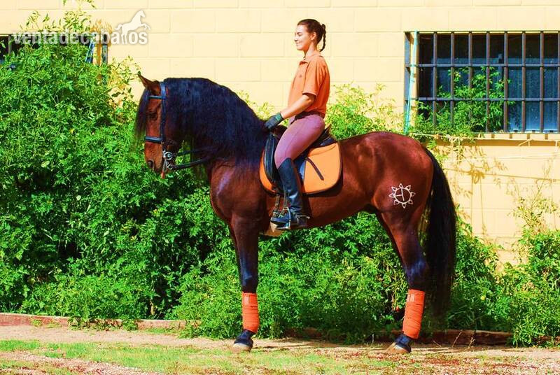 TOP QUALITY PRE SUPERBLOODLINES, SUPER MOVER, VERY NICE CHARACTER... - Caballos Pura Raza Española (P.R.E.) in 