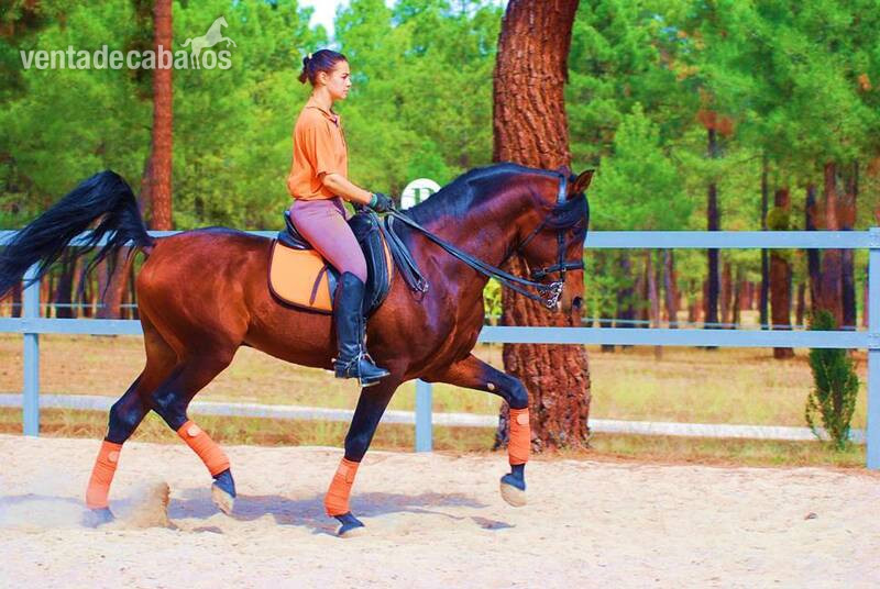 Caballos Pura Raza Española (P.R.E.) Pura Raza Española - TOP QUALITY PRE SUPERBLOODLINES, SUPER MOVER, VERY NICE CHARACTER...