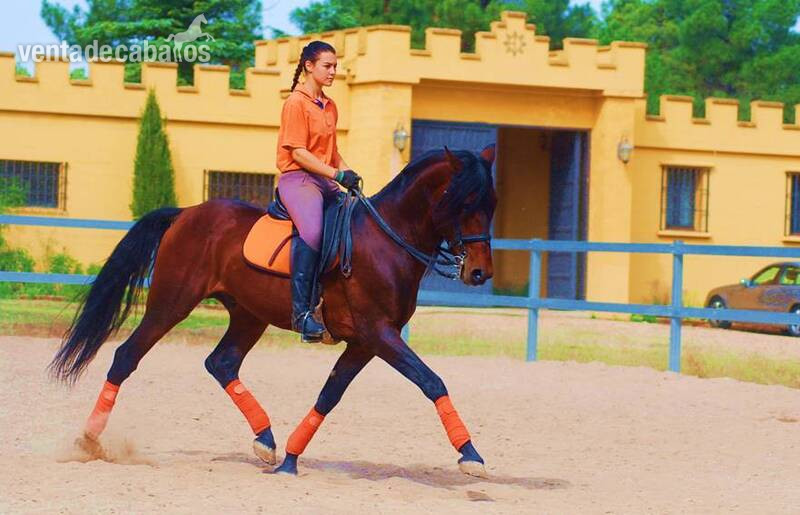 TOP QUALITY PRE SUPERBLOODLINES, SUPER MOVER, VERY NICE CHARACTER... - Caballos Pura Raza Española (P.R.E.) Pura Raza Española