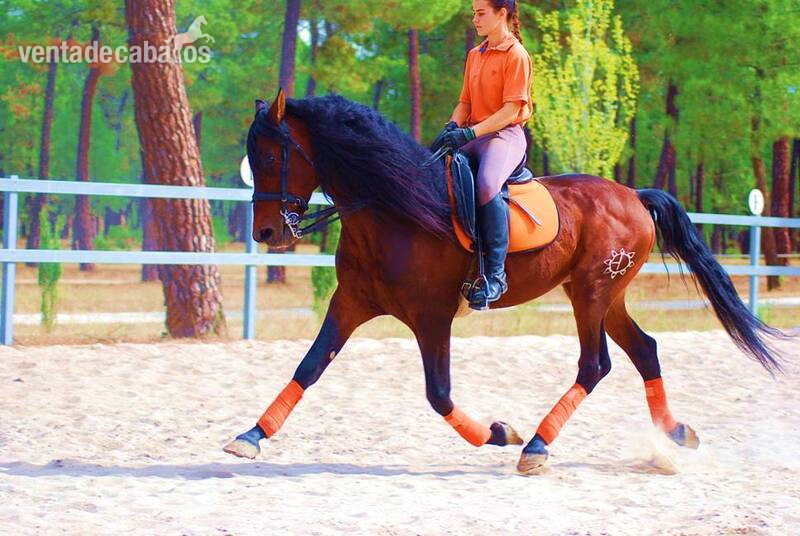 TOP QUALITY PRE SUPERBLOODLINES, SUPER MOVER, VERY NICE CHARACTER... - Pura Raza Española
