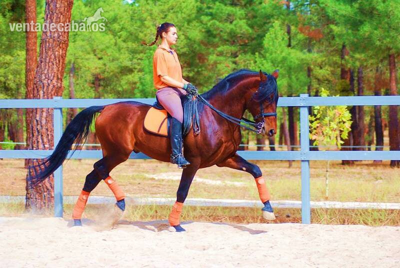TOP QUALITY PRE SUPERBLOODLINES, SUPER MOVER, VERY NICE CHARACTER... - Caballos Pura Raza Española (P.R.E.)