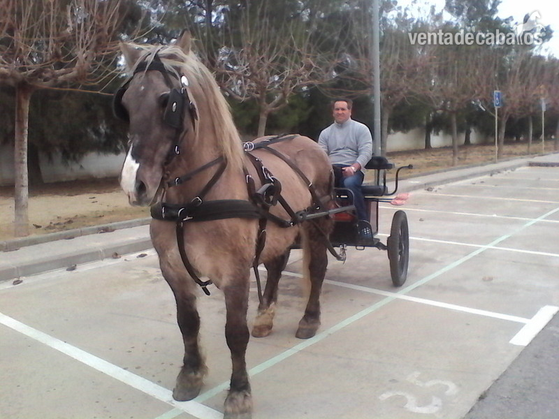 caballo montado y enganchado in 