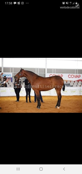 YEGUA P.R.E de cría  - Caballos Pura Raza Española (P.R.E.) Pura Raza Española