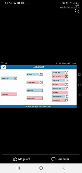 YEGUA P.R.E de cría  - Pura Raza Española