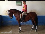vendo lusitano con hierro arte real in 