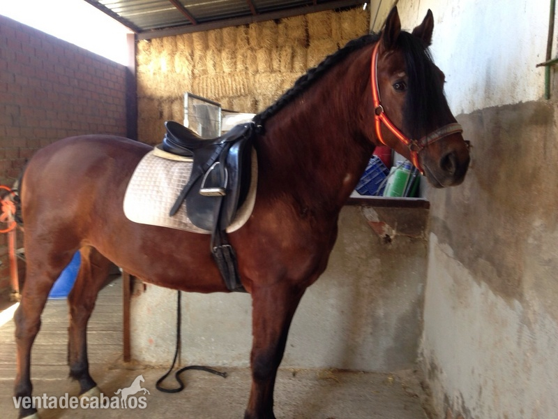 Lusitano