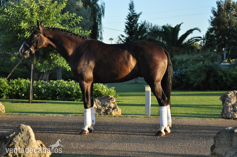 Caballos Capados KWPN - VENTA KWPN 5 años