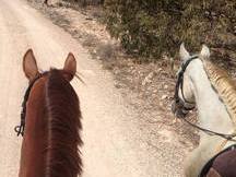 ESPECTACULAR CABALLO TORDO