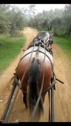 Potro de 2014 ENGANCHADO in 