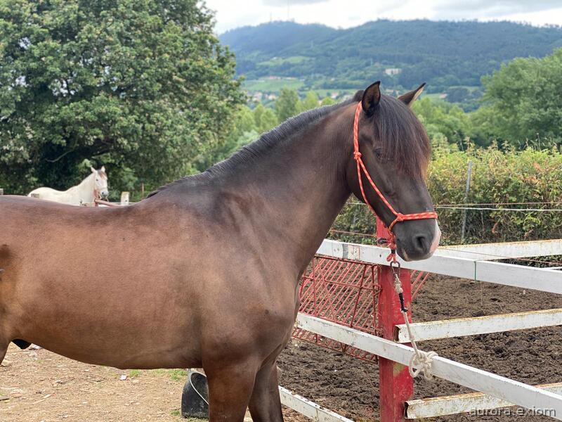 Caballo PRE negro in 