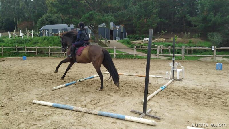 Caballo PRE negro - Caballos Pura Raza Española (P.R.E.) PRE