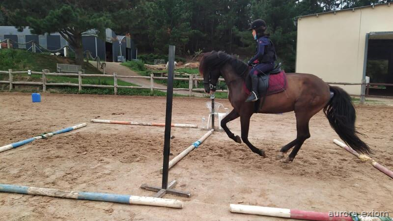 Caballo PRE negro - PRE
