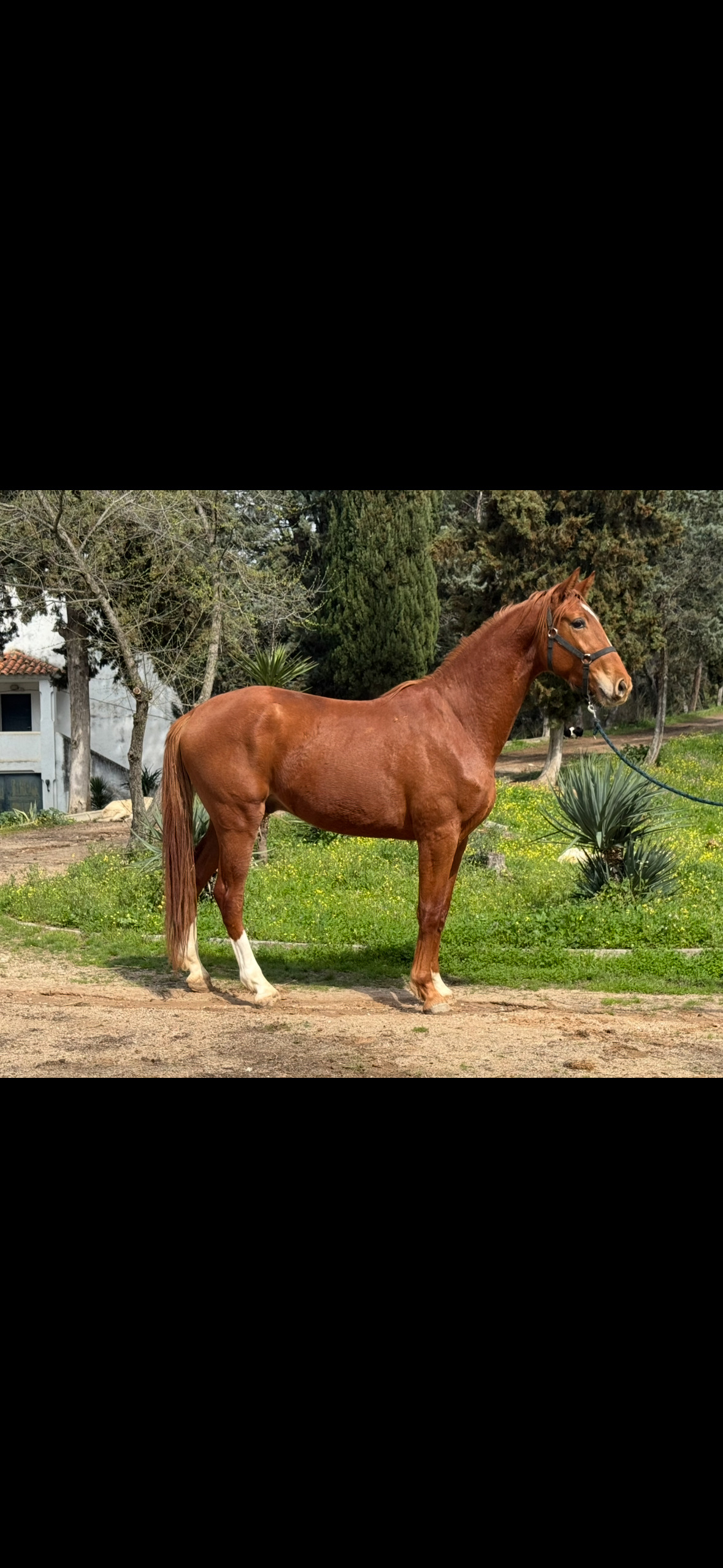 Yeguas EMPTY - Se venden 2 preciosos Potros de 3 años 
