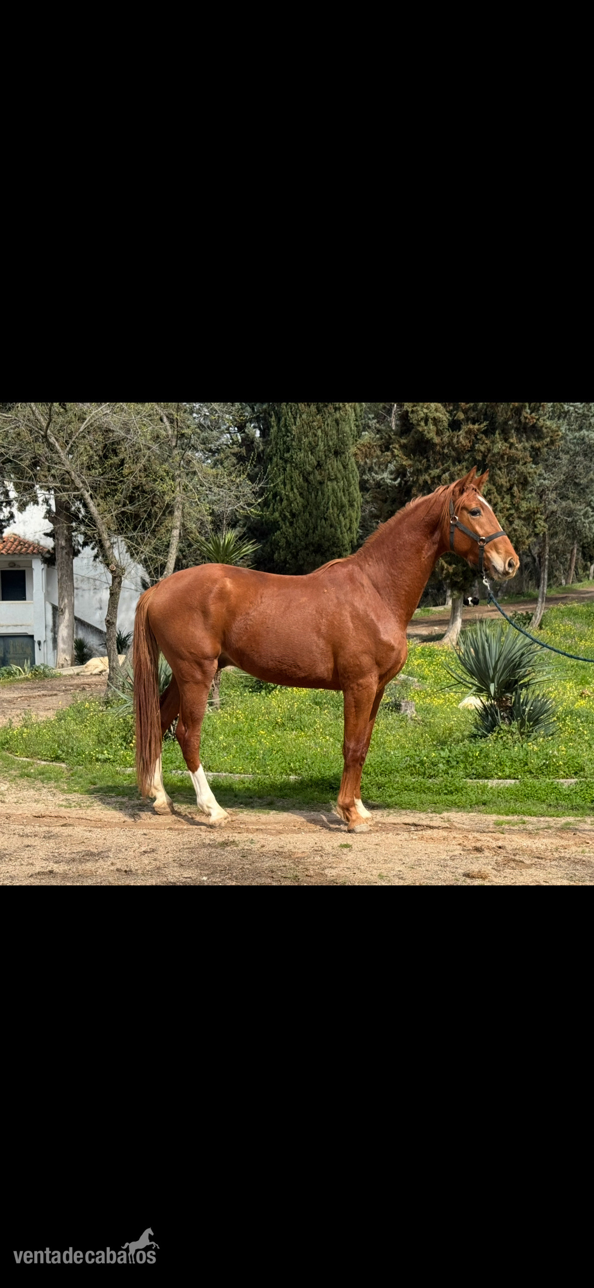 Yeguas EMPTY - Se venden 2 preciosos Potros de 3 años 