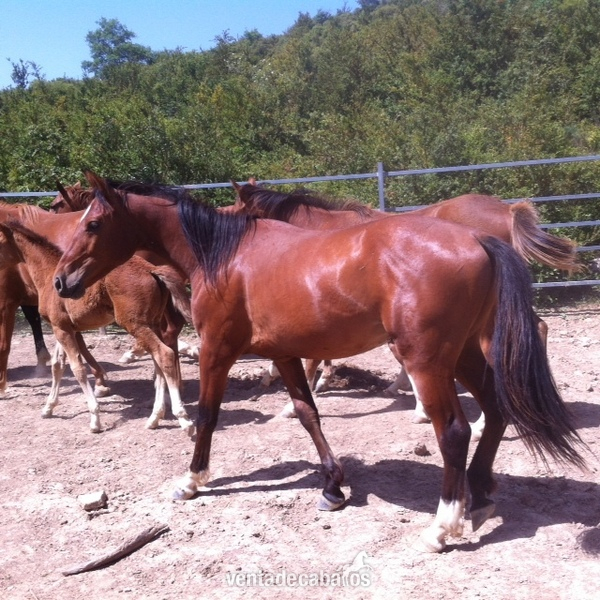 Caballo de Deporte Español (CDE)