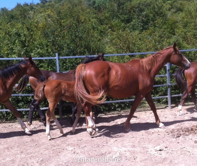 Caballo de Deporte Español (CDE) {TYPE}